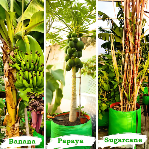 ROOTSY HDPE 24x24 Big Size Grow Bags for Home Gardening | Round Green Planting Bags | 260 GSM Garden Growing Bag