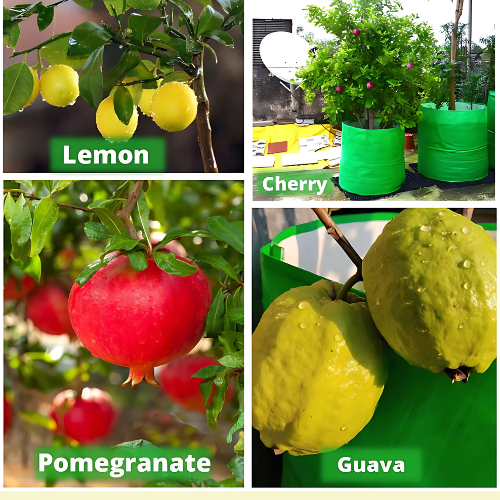 ROOTSY 18x18 Grow Bags for Terrace Gardening Extra Thick Premium Quality Grow Bags
